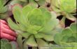 Aeonium 'Salid Bowl'